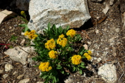 Rocky Mountain goldenrod (Solidago multiradiata)