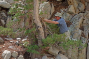 Marc ties the bag of ashes to a lodgepole pine.