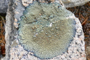 Lichen growing on granite