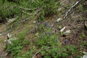 Lake Tahoe lupine (Lupinus argenteus) grows abundantly near the trail.