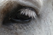 A Horse Eye