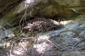 A nest.  The occupant wasn't home.