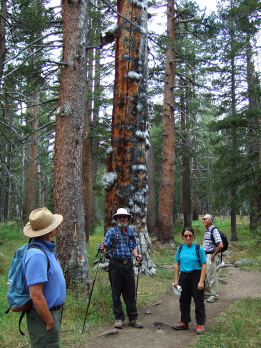 Stopping to examine an old snag on the Dog Lake trail.