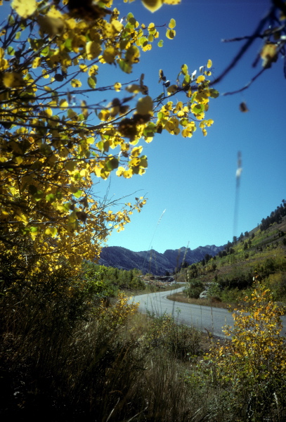 Aspens are changing color.