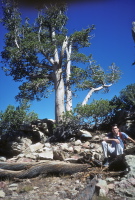 Bill sits below a lodgepole pine.