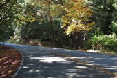 Changing color of the big leaf maples on Pescadero Road