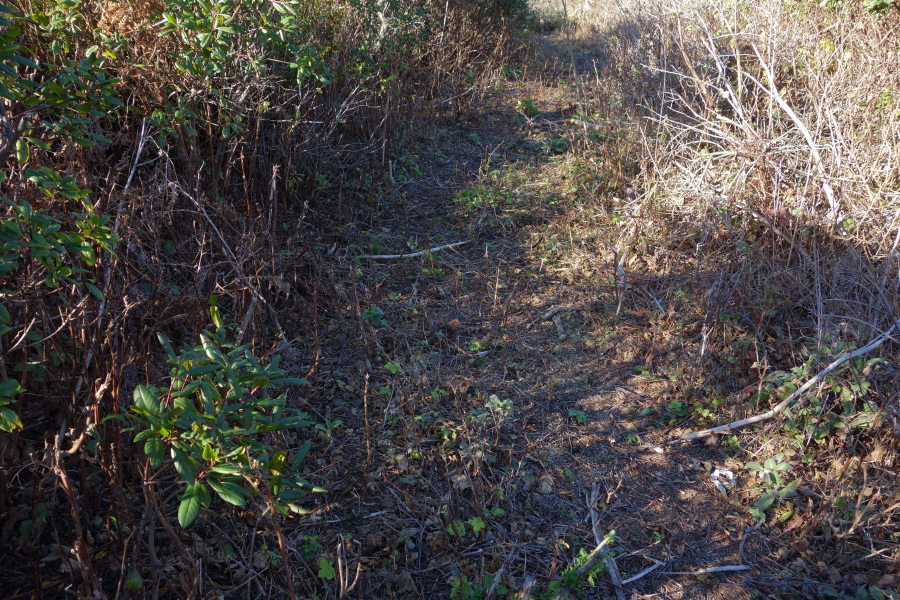 Someone recently cleared the poison oak and other bushes from the trail.