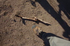 Deer leg bone