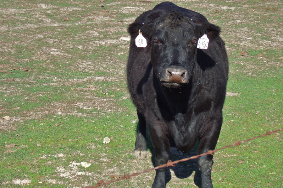 A cow in its pen near the top of Sierra Road