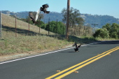 Scaring off a wake of vultures feeding on roadkill near the top of Sierra Rd.