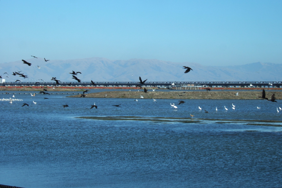 Cormorants take flight.