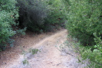 Loma Ridge Rd. short-cut just before drawing within sight of Mt. Umunhum Rd. (3260ft)