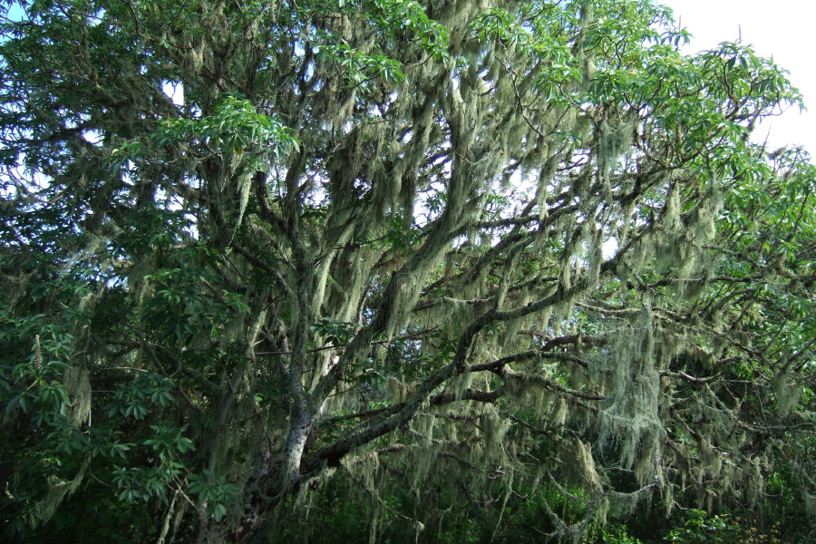 Moss-covered tree