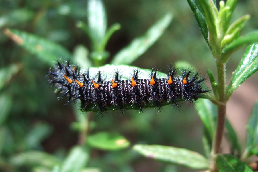 Black swallowtail caterpillar