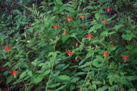Columbine grows in damp, shady areas, often with wild raspberry.