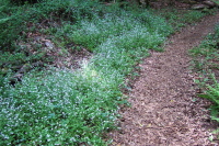 Forget-me-nots grow en-mass by the trail.