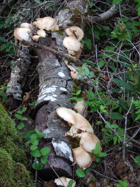 Fungus attached to a downed tree