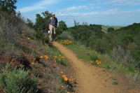 Poppies alongside the Los Trancos Trail