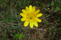 Buttercup (Ranunculus acris)