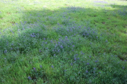 Lupines grow in the meadow.