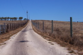 Looking up Back Ranch Rd. past the olive tree grove.