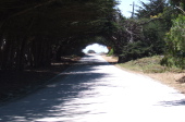 Monterey Pines along Cement Plant Rd.