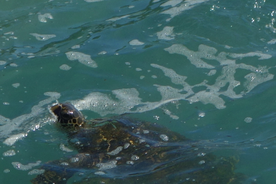 Sea turtle takes a breath.
