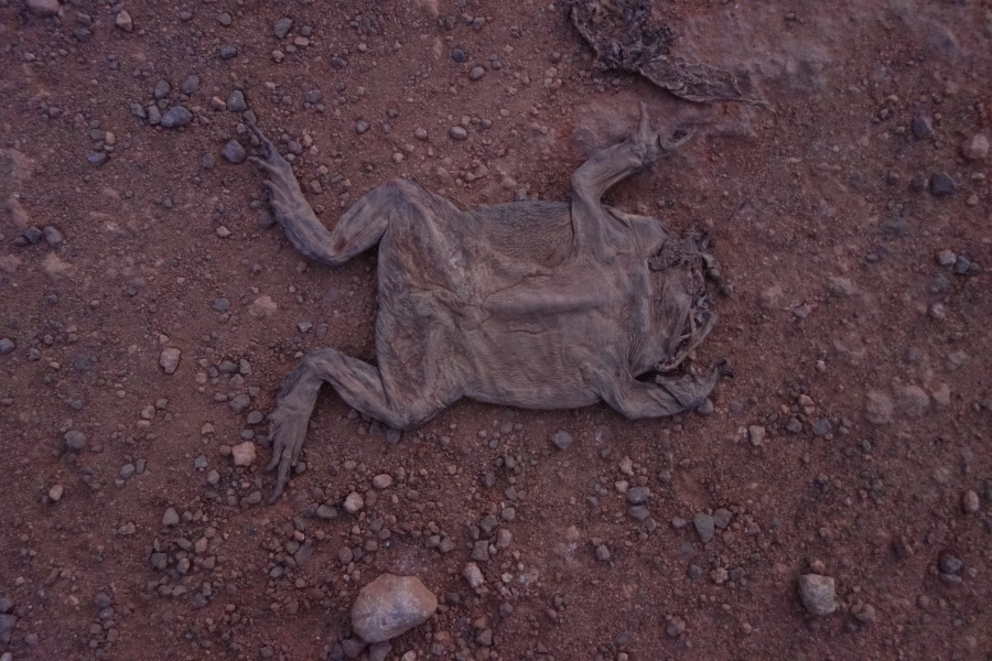 Flattened frog on road