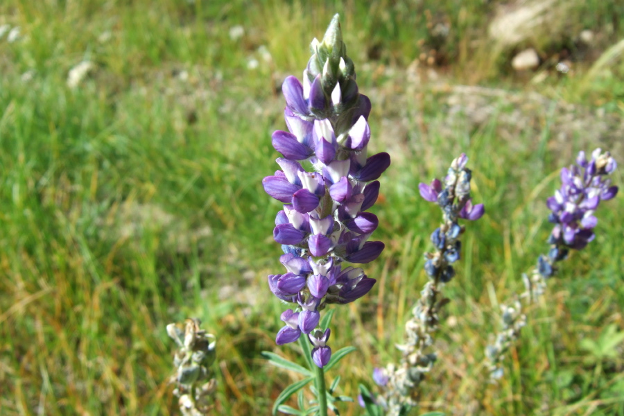 Purple Lupine are still blooming alongside the road.