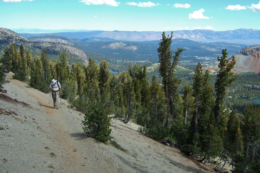 David hikes through the sparse forest of whitebark pines near the top of Mammoth Crest.