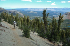 David hikes through the sparse forest of whitebark pines near the top of Mammoth Crest.