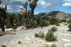 Virga falls over Mammoth Mountain.