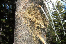 A lodgepole pine tree oozes sap.