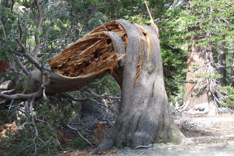 A large lodgepole pine curiously broken at what would otherwise be its strongest point.
