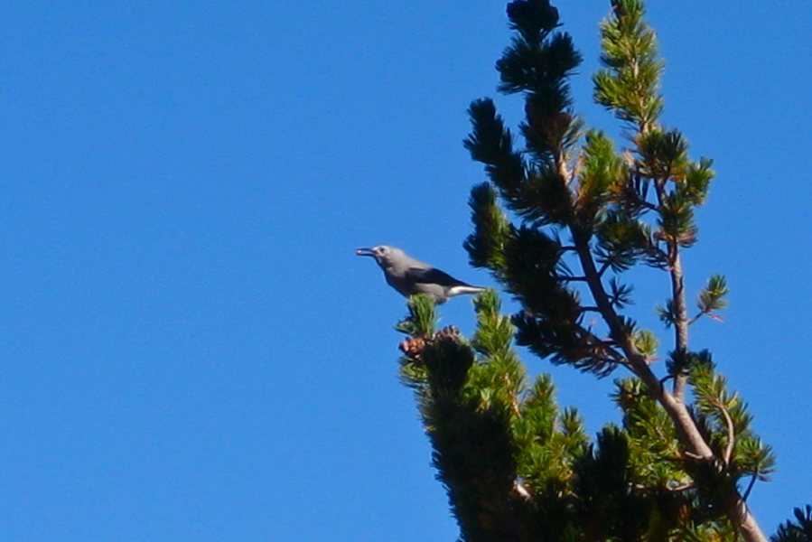 Clark's Nutcracker cracking nuts on the Duck Pass trail.