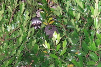 What's this hiding in the bushes?