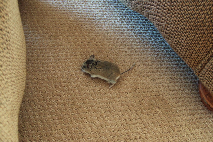 Dead mouse (2)