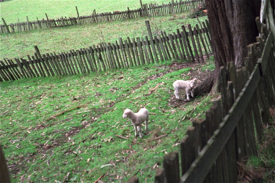Lambs on Whittaker Bluff Rd.