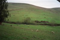 Sheep (and lambs and cattle) may safely graze.