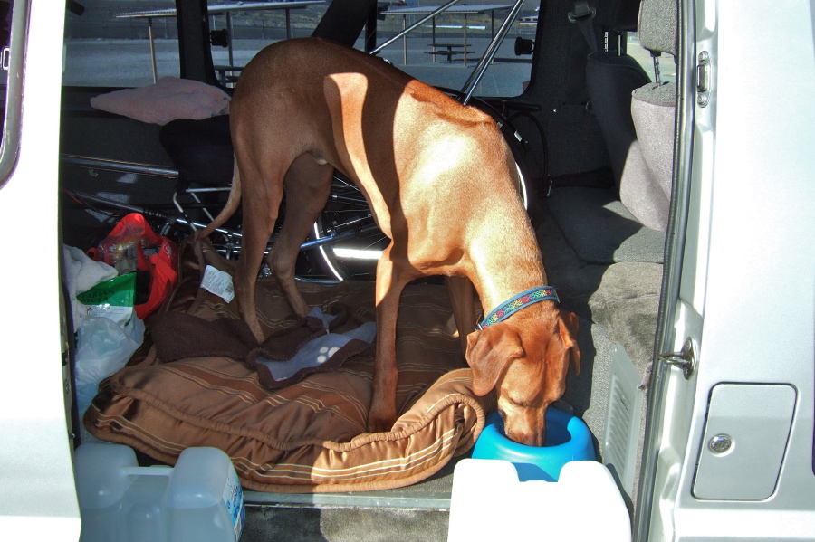 Kumba drinks from his bowl only when we're stopped.