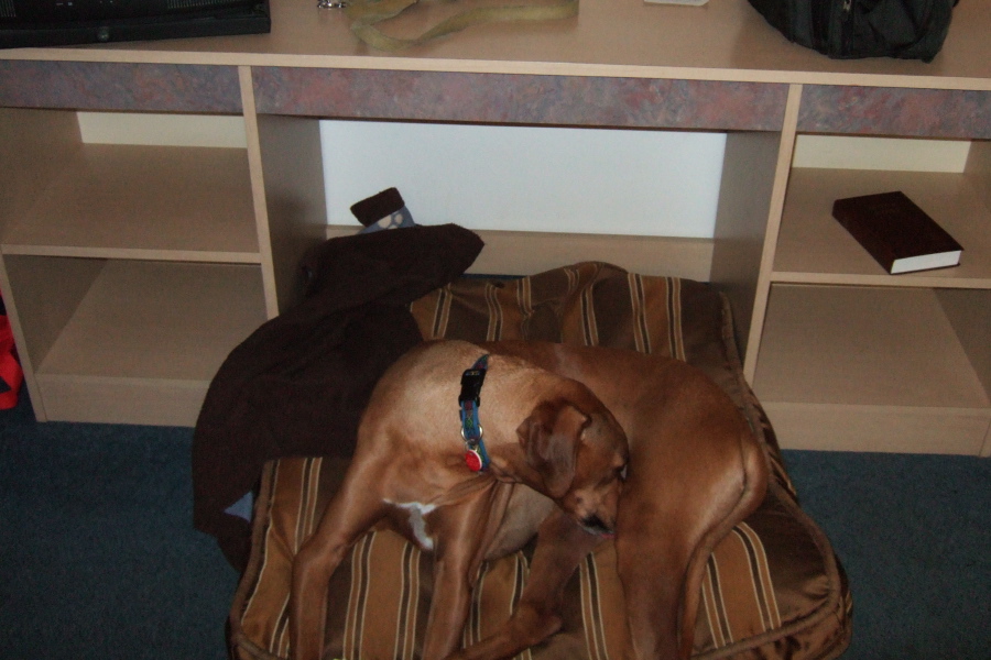 Kumba relaxes on his pet nest at the Motel 6 in Winnemucca, NV.