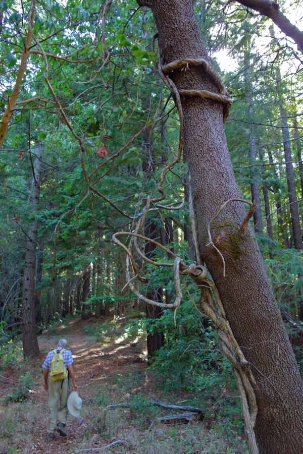 Vine on madrone tree