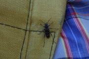 A flying insect rests on David's pack strap.