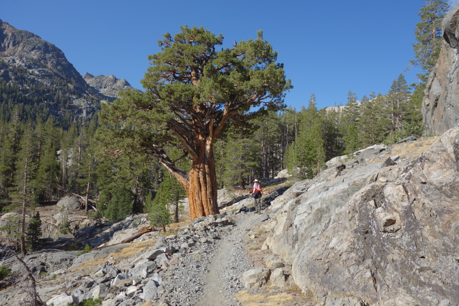Frank models a handsome cedar tree along the trail.