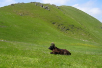 An old calf rests in the meadow below Mission Peak (2150ft)