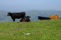 Cows on the slopes of Mt. Allison. (2360ft)