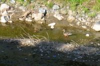 Ducklings and Mama Duck in San Tomas Aquinas Creek (20ft)