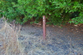 EBPRD marker hidden in the weeds marks the junction of the Laurel Glen and Laurel Canyon Trails.