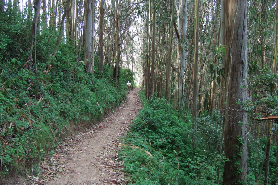 Descending through the eucalyptus groves on the lower reach of the Montara Mountain Trail