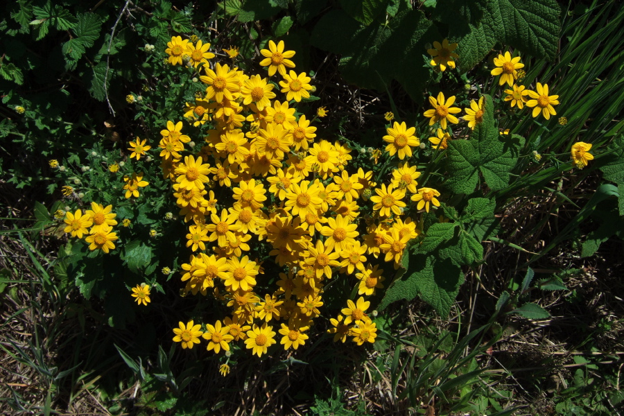 Mule's ears